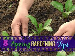 5 Spring Gardening Tips