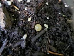 Consider using commercial potting soil, which contains plenty of nutrients for your houseplants. Identification Of Round Eggs On Soil In Planters Toronto Master Gardeners