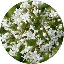 48 types of white flowers proflowers