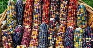 glass gem corn colourful and sticky