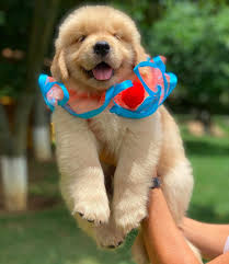 Together this breeding of golden retrievers offers genetic diversity, generations of great health and a reputation of fantastic working and service. Golden Retriever Puppies For Sale In Ivy Golden Retriever Puppies For Sale Facebook