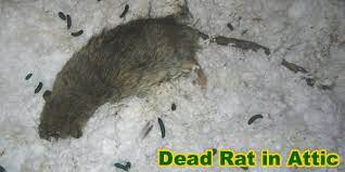 How To Get Rid Of Rats In The Insulation