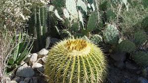 Cactus Succulent Gardens