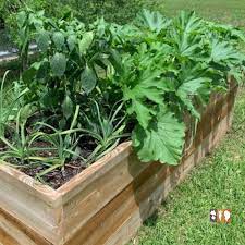how to grow squash in a raised bed