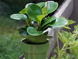 Is Peperomia Toxic To Cats Common