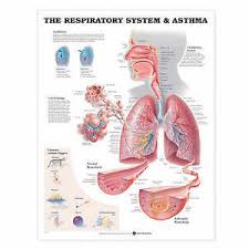 The Respiratory System Anatomical Chart By Anatomical Chart Co Fold Out Book Or Chart 2000