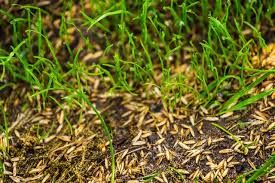 how to use potting soil to seed a lawn