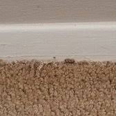 carpet beetle damage