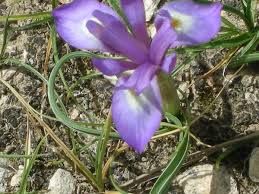 Moraea sisyrinchium – Wikipedia