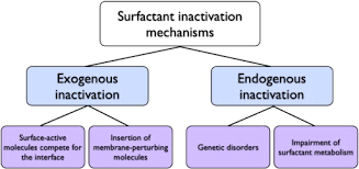 Structure Function Relationships In Pulmonary Surfactant