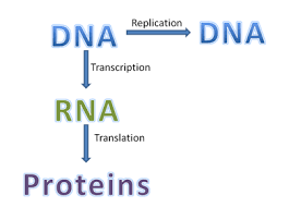 Quizlet the dna replication process is semiconservative, which results in two dna. Unit 4 Dna Collea S Corner