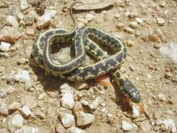 This website can help with the identification of snakes of north tx like cottonmouth, water moccasin, rat snake, tx ratsnake, watersnake. Eastern Black Necked Garter Snake Herpetology East Texas Digital Archives