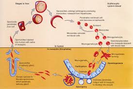 Pathogenic Parasites Sherris Medical Microbiology 6e