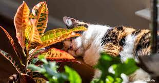 Are Croton Plants Toxic To Cats Even