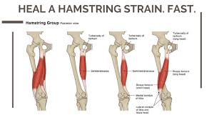 Ivan z / hamstrings injury in football. How To Heal A Hamstring Strain Fast Essential Feeling