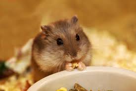 Hamster Care How To Make Your Rodent