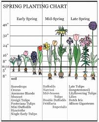 landscaping early spring bulbs