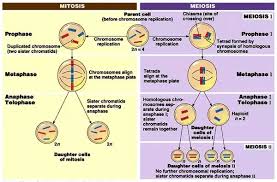 Difference Between Mitosis And Meiosis Laboratoryinfo Com