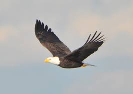Eagles, birds of prey, hawks: Bird Lore Bald Eagle My Edmonds News