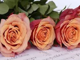 Si tratta di fiori raffinati e preziosi simili alle rose ma senza spine: Frasi Sulle Rose 220 Aforismi Citazioni Canzoni E Immagini Su Questi Meravigliosi Fiori Aforismi E Citazioni
