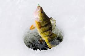 Ice Fishing For Perch A Beginners Guide