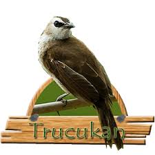Collection of the best & complete trucukan gacor bird sounds mp3 offline. Kicau Trucukan Ropel Om 1 0 Apk Androidappsapk Co