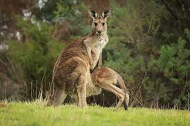 The brand still remains true to its sports origin and combines a genuine athletic heritage. Where To See Kangaroos In Australia Insight Guides Blog