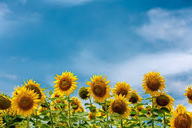 sunflower background photos and