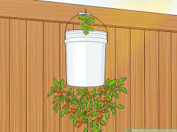 upside down tomato planter