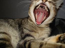 dry mouth in cats causes symptoms