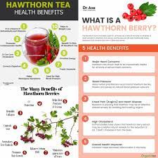 hawthorn berry for cardiovascular