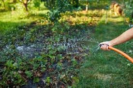 Water Day Conpect Woman Hand Watering