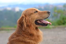 monthly cost to own a golden retriever