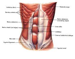 Flat Abs Without Crunches Stomach Muscles Muscle Anatomy