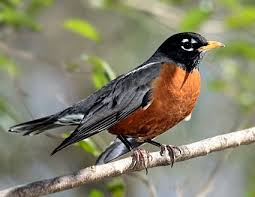 Image result for Robin red breast birds