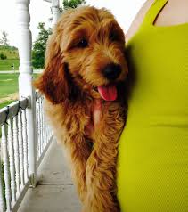 Dachshund puppies for sale in alabama. Exceptional Puppy From Doodle Bug Goldendoodles Based Out Of Dayton Ohio And Can Be Found On Facebook Puppies Goldendoodle Dayton Ohio