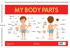 Buy My Body Parts Chart Early Learning Educational Chart