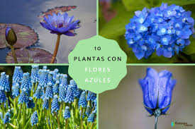 10 flores azules nombres y fotos