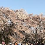 The 70th Koganei Cherry Blossom Festival