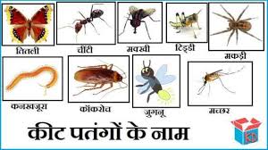 Insects Images With Names In Hindi Best Image Home In The Word