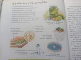 uzupełnij schemat przedstawiający znaczenie bakterii dla człowieka. ZNACZENIE  BAKTERII DLA CZŁOWIEKA - Brainly.pl