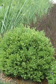 Buxus Chicagoland Green Boxwood