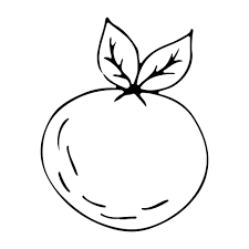 hand drawn vector drawing of fruit