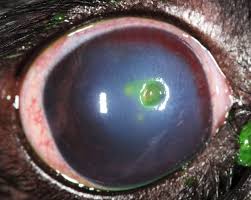 treatment of corneal ulcers willows