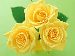 Free download Rose Wallpapers Yellow ...