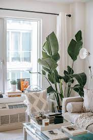 decorative plant on living room free