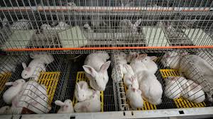 There are several ways of housing rabbits depending largely on the type of rabbit farming, i.e., whether backyard or big commercial type, climate, and the availability of finance. Welfare Of Rabbits Farmed In Europe Not Up To Scratch Says Efsa Euractiv Com