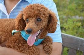 5 Types Of Poodles That Recognized Unrecognized Standard