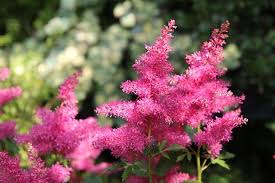 are astilbes poisonous to dogs