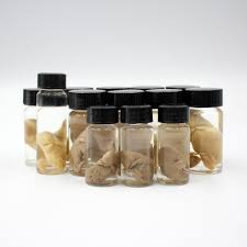 Wet Specimen | Puppy | Fetus | Lucky Dip | Small - Rest in Pieces